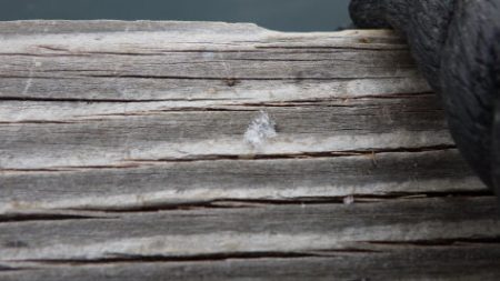 淡路じゃのひれフィッシングパーク 釣果