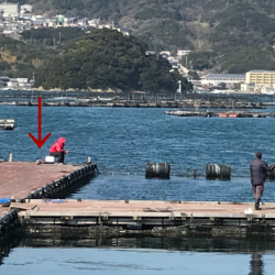 淡路じゃのひれフィッシングパーク 釣果