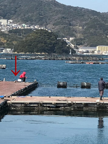 淡路じゃのひれフィッシングパーク 釣果