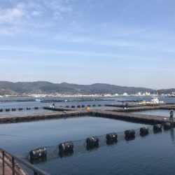 淡路じゃのひれフィッシングパーク 釣果