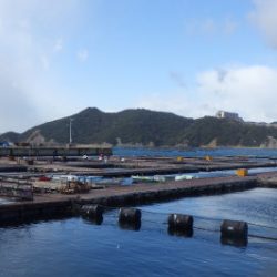 淡路じゃのひれフィッシングパーク 釣果