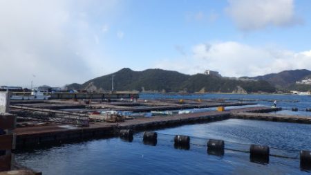 淡路じゃのひれフィッシングパーク 釣果