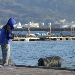 淡路じゃのひれフィッシングパーク 釣果