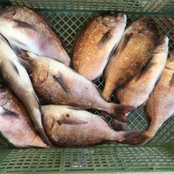 淡路じゃのひれフィッシングパーク 釣果