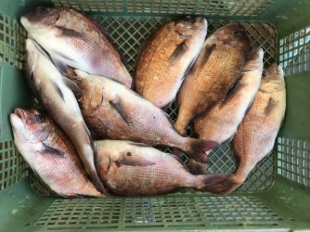 淡路じゃのひれフィッシングパーク 釣果