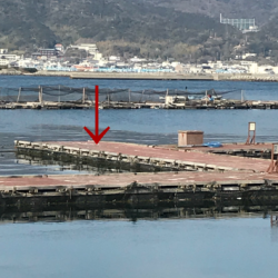 淡路じゃのひれフィッシングパーク 釣果