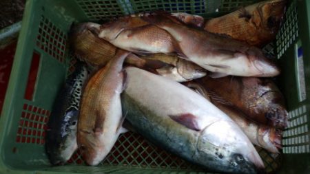 淡路じゃのひれフィッシングパーク 釣果