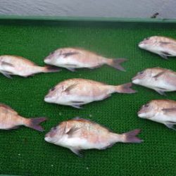 淡路じゃのひれフィッシングパーク 釣果