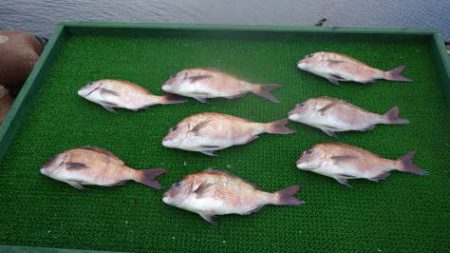 淡路じゃのひれフィッシングパーク 釣果