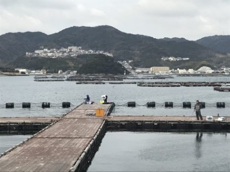 淡路じゃのひれフィッシングパーク 釣果