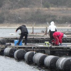 淡路じゃのひれフィッシングパーク 釣果