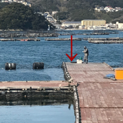 淡路じゃのひれフィッシングパーク 釣果