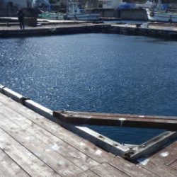 淡路じゃのひれフィッシングパーク 釣果