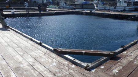 淡路じゃのひれフィッシングパーク 釣果