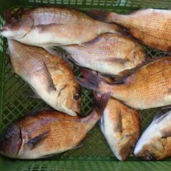 淡路じゃのひれフィッシングパーク 釣果