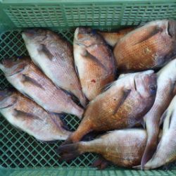 淡路じゃのひれフィッシングパーク 釣果