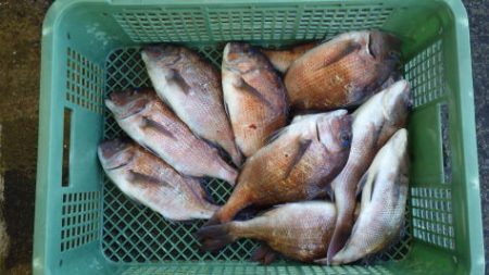 淡路じゃのひれフィッシングパーク 釣果