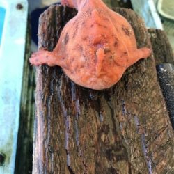 淡路じゃのひれフィッシングパーク 釣果