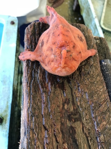 淡路じゃのひれフィッシングパーク 釣果