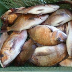 淡路じゃのひれフィッシングパーク 釣果