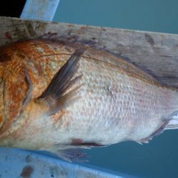 淡路じゃのひれフィッシングパーク 釣果