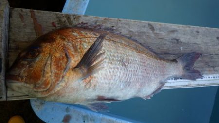 淡路じゃのひれフィッシングパーク 釣果