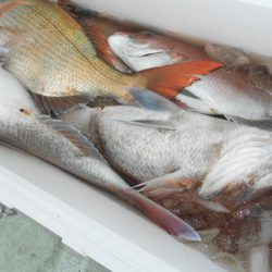 こうゆう丸 釣果