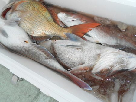 こうゆう丸 釣果