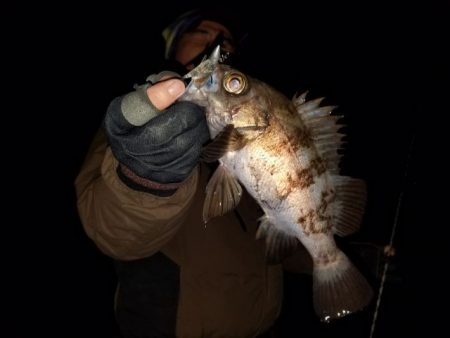 Magic（マジック） 釣果