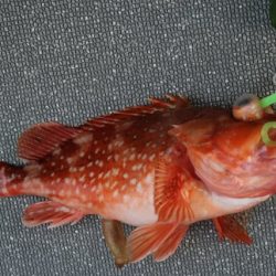 へいみつ丸 釣果