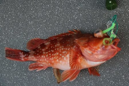 へいみつ丸 釣果