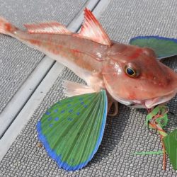 へいみつ丸 釣果