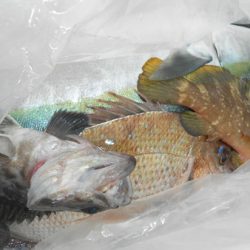 こうゆう丸 釣果