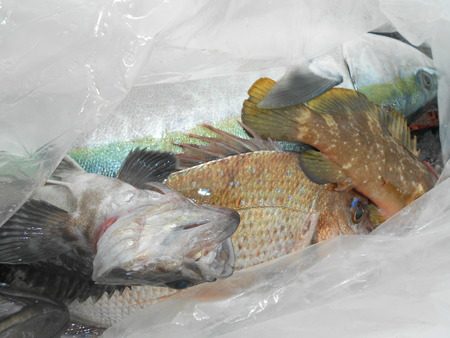 こうゆう丸 釣果