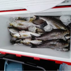 第二大福丸 釣果