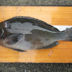 濱田渡船 釣果