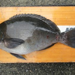 濱田渡船 釣果