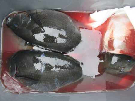 濱田渡船 釣果