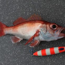 へいみつ丸 釣果