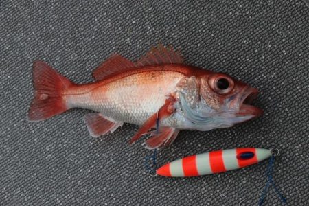 へいみつ丸 釣果