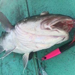 広進丸 釣果