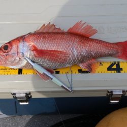 へいみつ丸 釣果