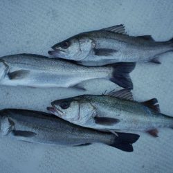 TOPGUN名古屋 釣果