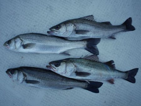 TOPGUN名古屋 釣果