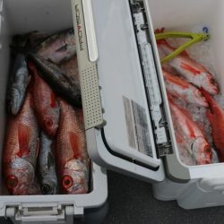 へいみつ丸 釣果