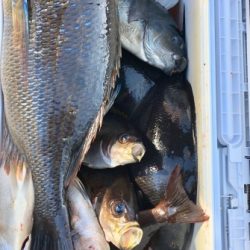 鵜来島家本渡船 釣果