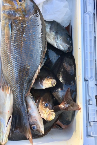 鵜来島家本渡船 釣果