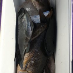 鵜来島家本渡船 釣果