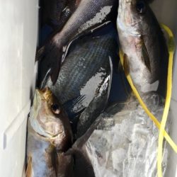 鵜来島家本渡船 釣果
