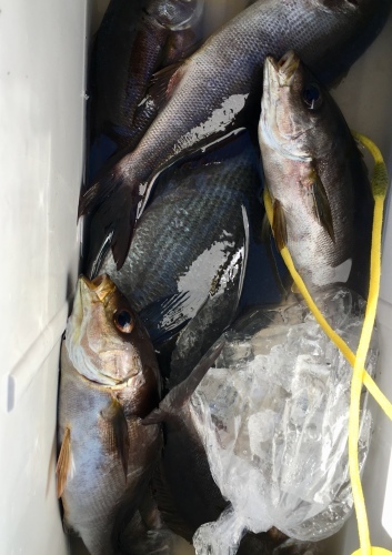 鵜来島家本渡船 釣果